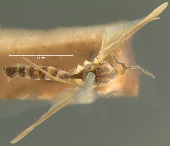 Media type: image;   Entomology 1203 Aspect: habitus dorsal view